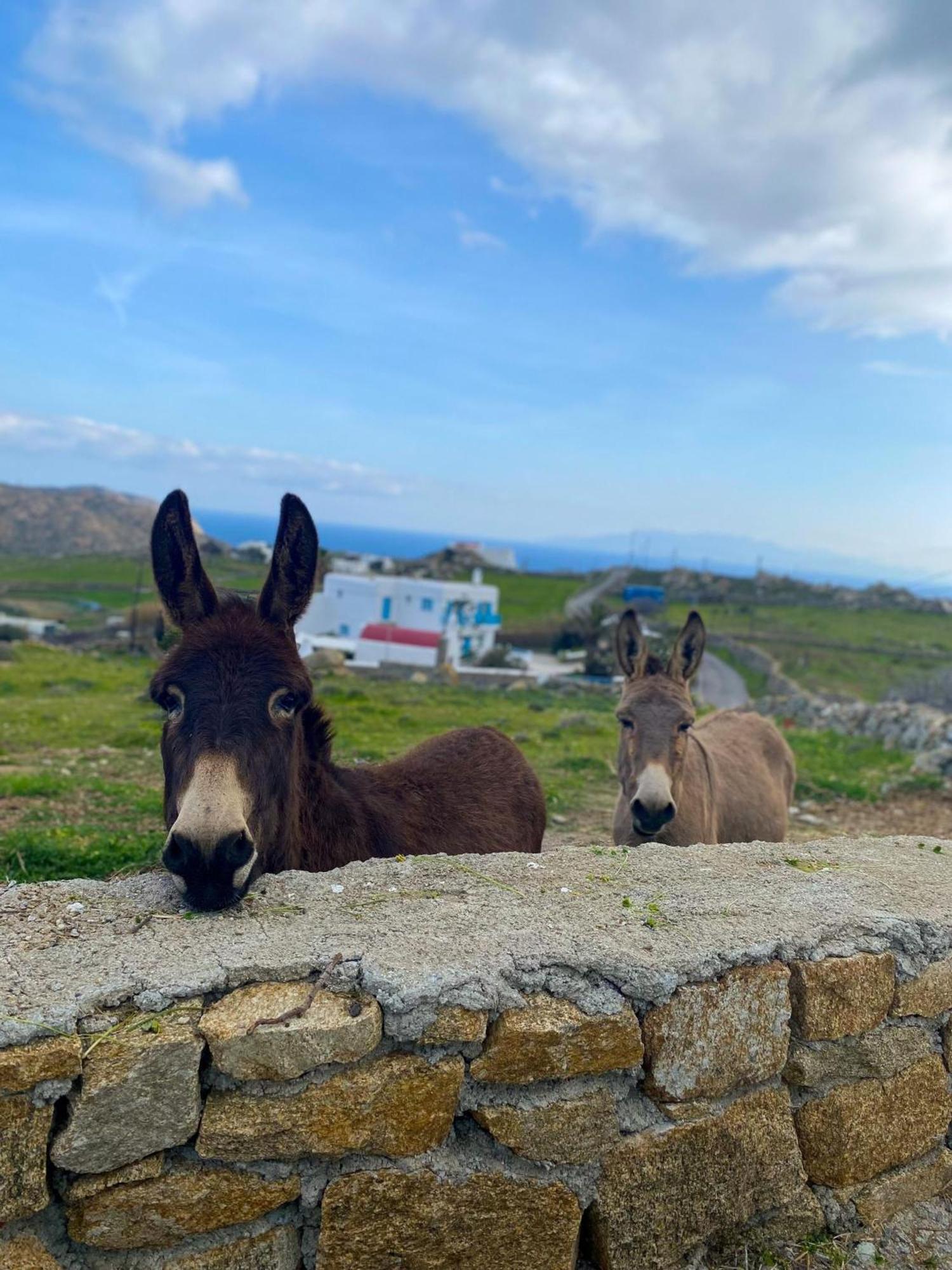 Naira Family Suites Mykonos Mykonos Town Zewnętrze zdjęcie