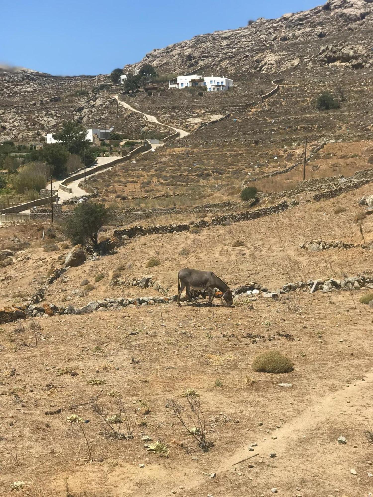 Naira Family Suites Mykonos Mykonos Town Zewnętrze zdjęcie